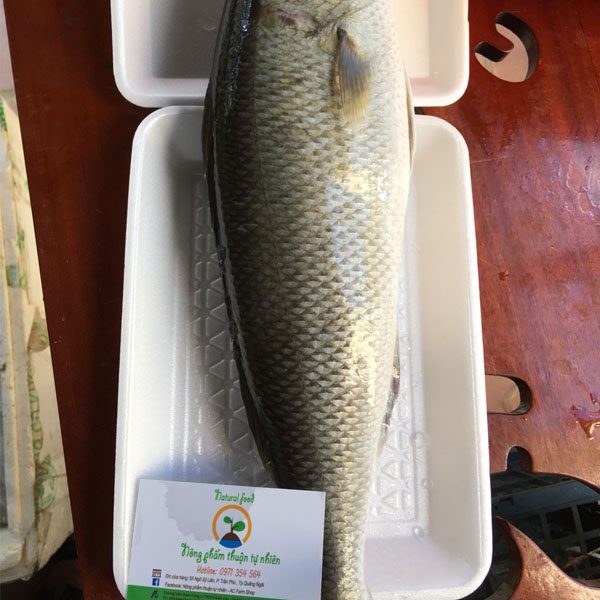 Kết quả hình ảnh cho cá Thu Dừa (Cá Sọ Dừa)
